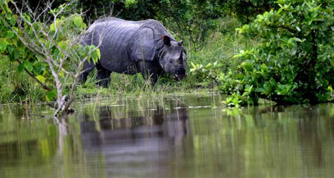 pobitora-wildlife-sanctuary