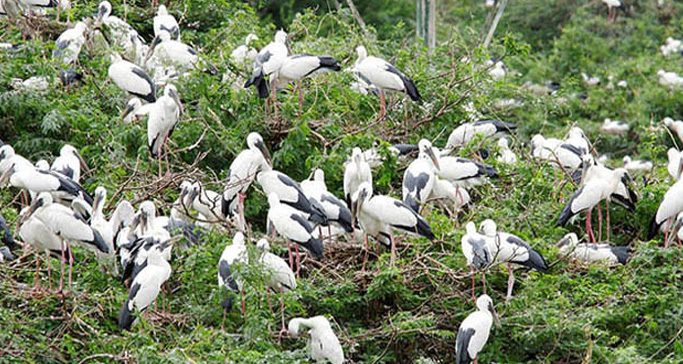 uppalapadu-nature-conservation