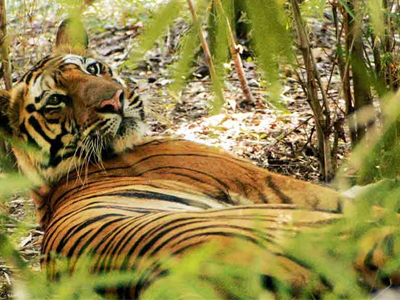 Kanha National Park family wildlife safari Land of Mowgli Madhya Pradesh