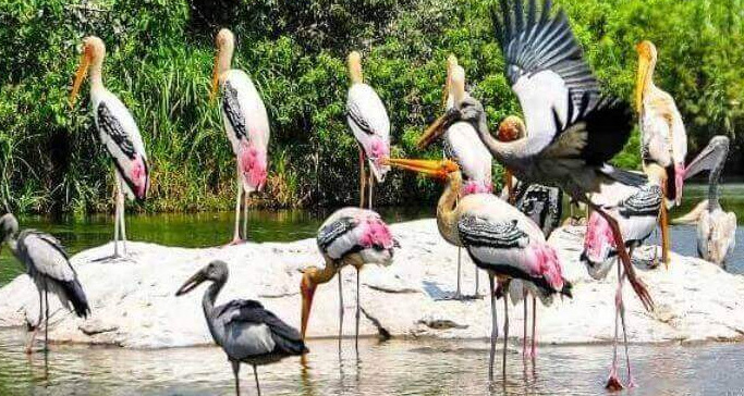 kumarakom-bird-sanctuary