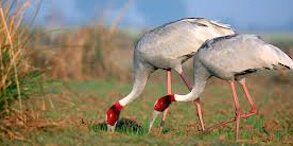 Bharatpur Keoladeo Bird Sanctuary Rajasthan