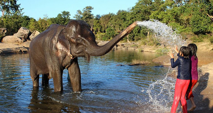 smiling-tusker-elephant-camp