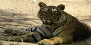 Ranthambore National Park tiger safari – top wildlife destination in Rajasthan tours